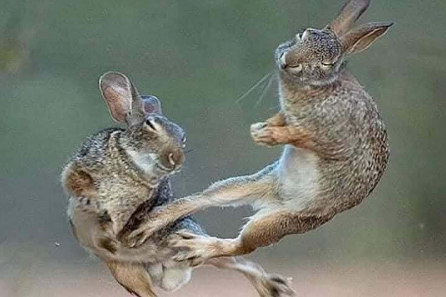 Europese haas of bruine haas