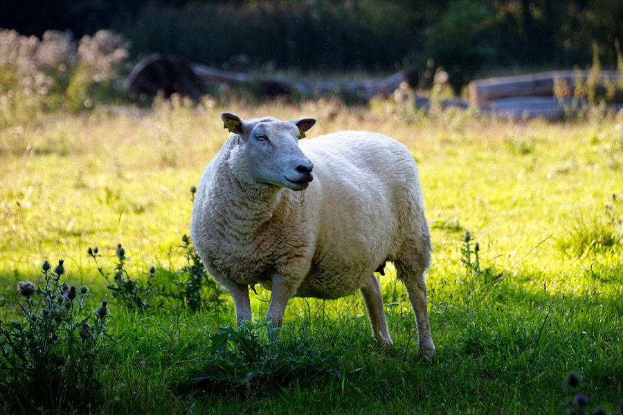 In de natuur grazen schapen