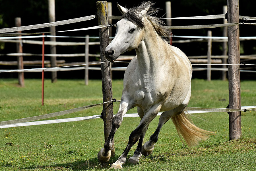Schimmelkoppeling dwaalt rond