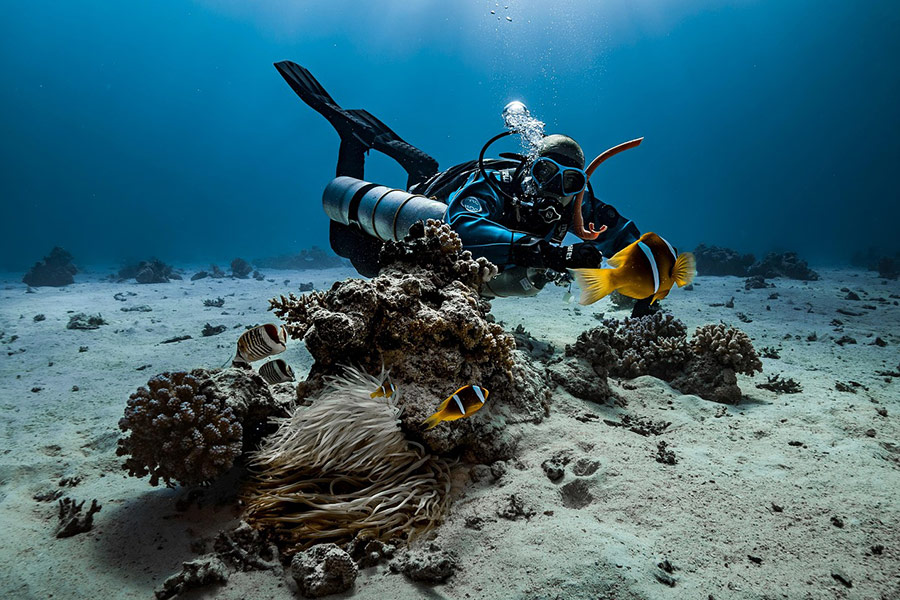 Diver anemone nature