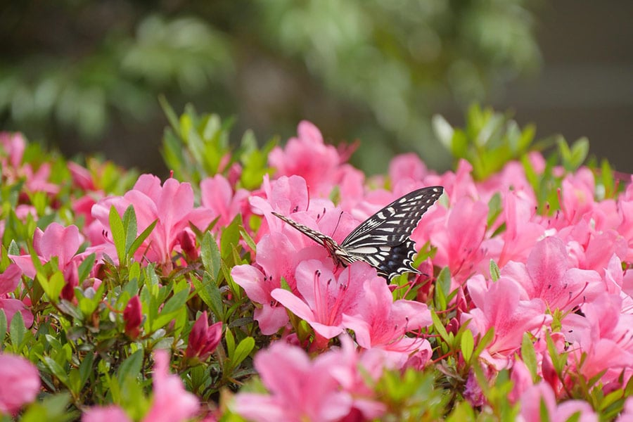 Insecto mariposa polinizando 1