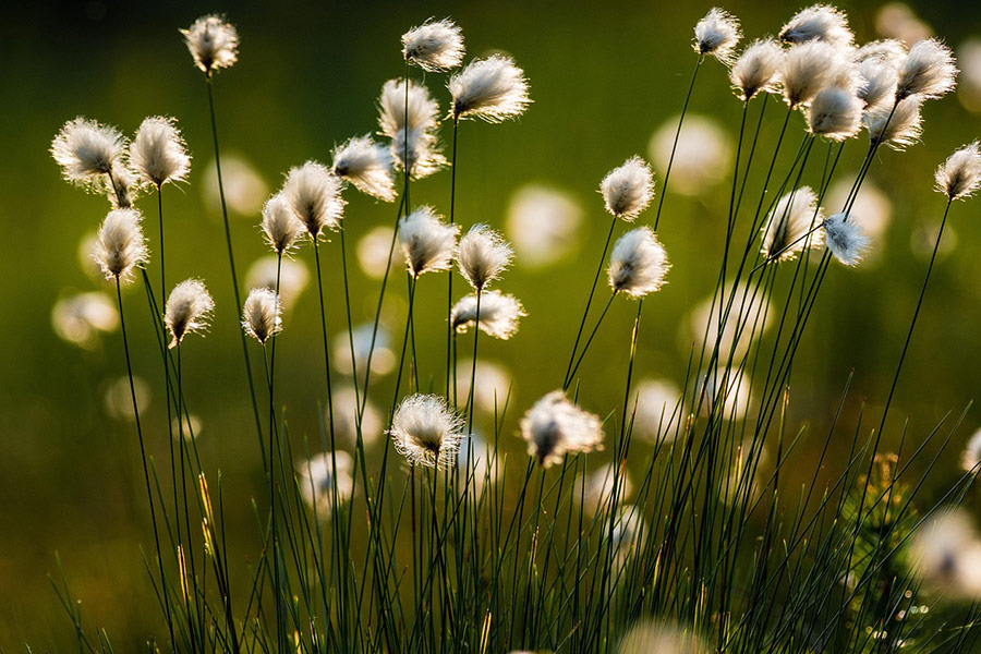 Cotton grass plant