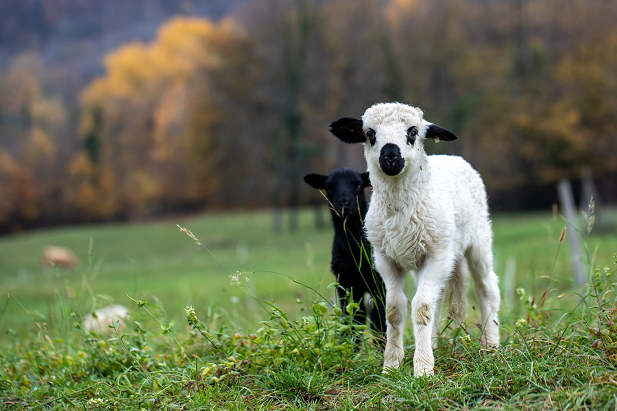 Babyschaap met zwarte mond