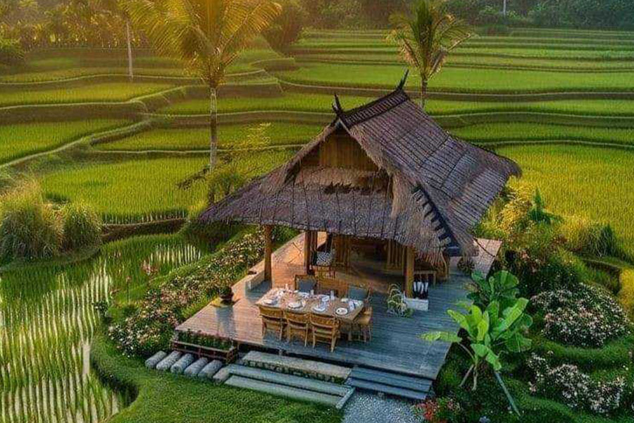 Chata Nipa, farma ryżowa