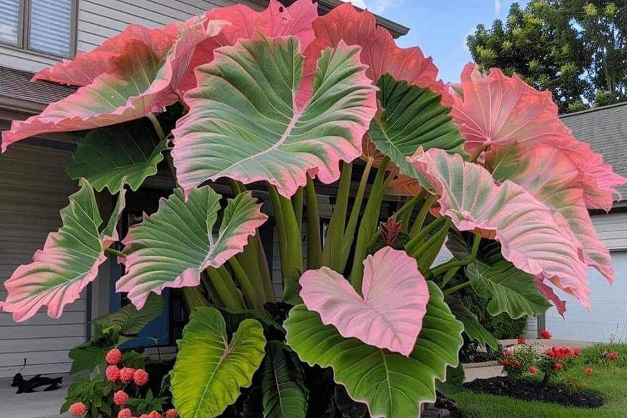 Giant elephant ear plant