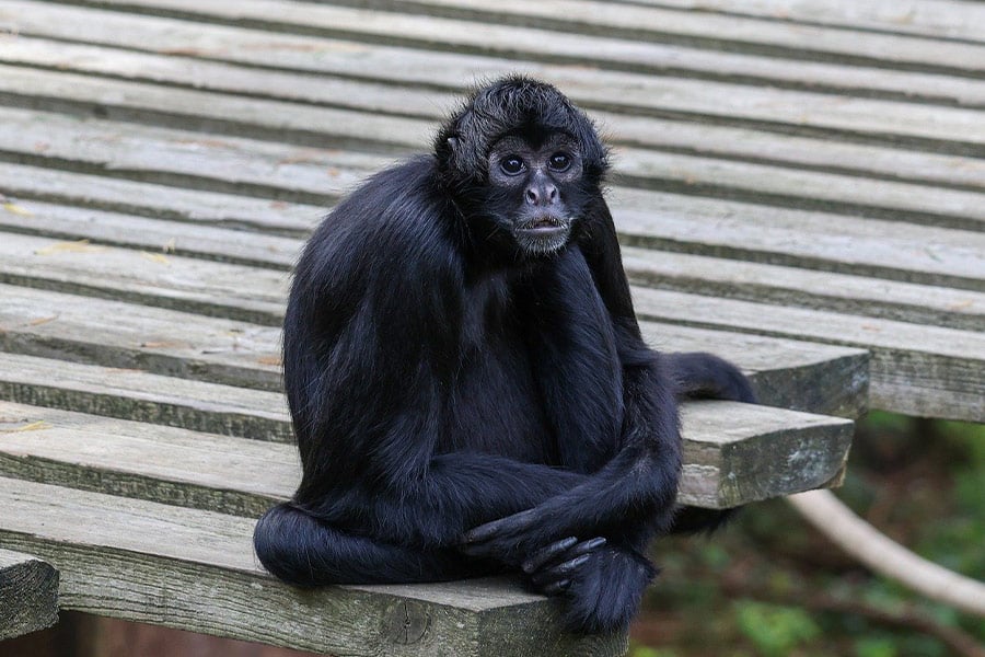 Zittende kijkende aap