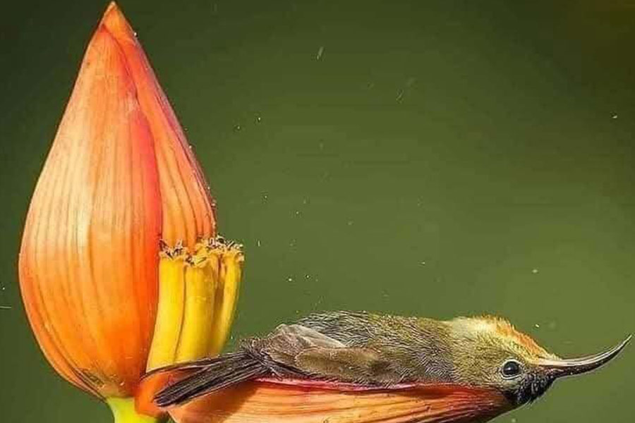 Pequeño cazador de arañas tendido