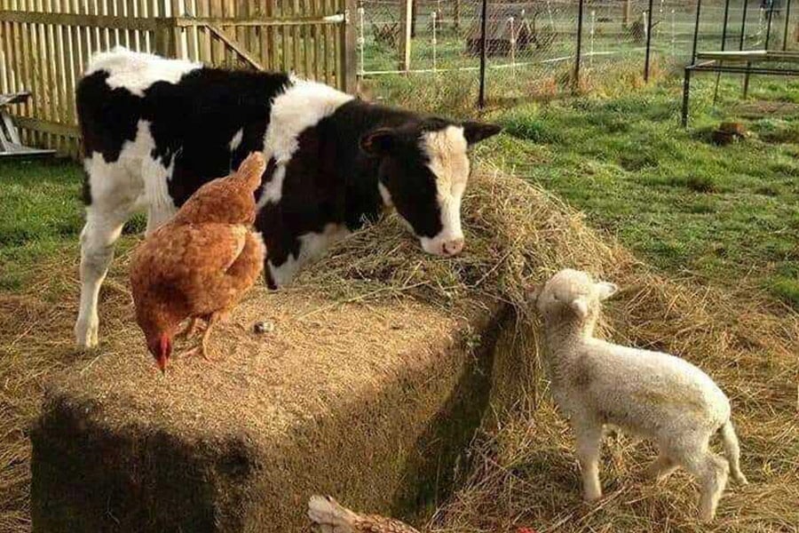 Kippenkalf geit op de boerderij
