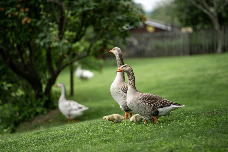 Grauwe ganzen ganzenjongen weide