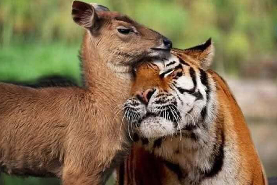 Bengaalse tijger met baby edelhert