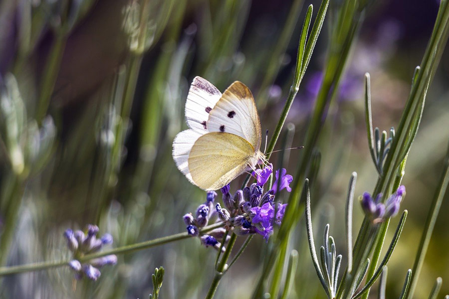 Mariposa blanca y flor de gardenia morada