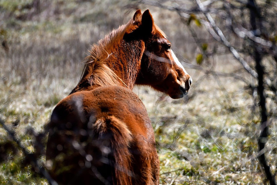 Paardachtig bruin paard dier rug