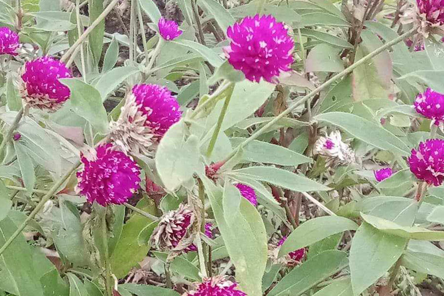Amaranto globo rosado