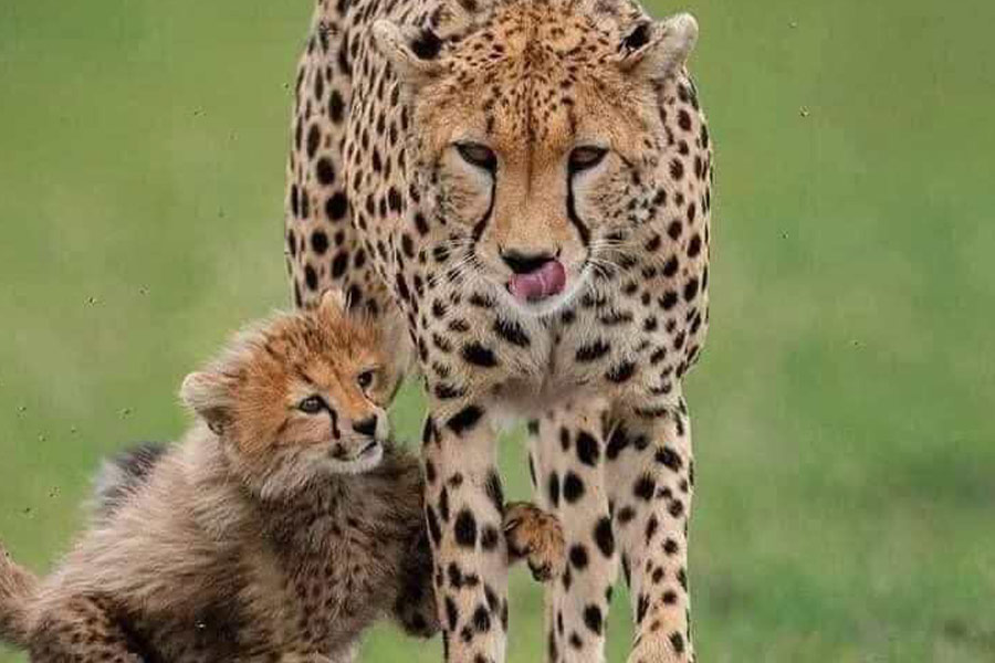 Mama cheetah met baby die rondspeelt