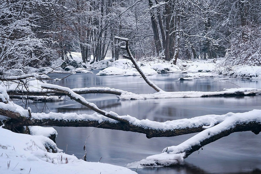 Branches d'arbres recouvertes de neige blanche