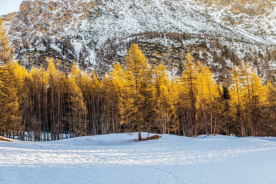 Foglie invernali giallo arancio