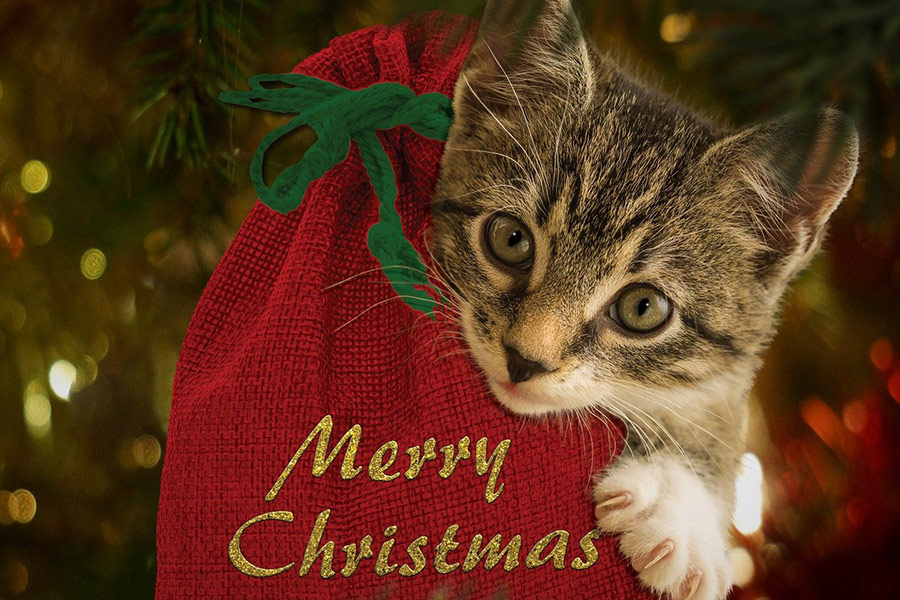 Vrolijk kerstfeest rode zak kitten