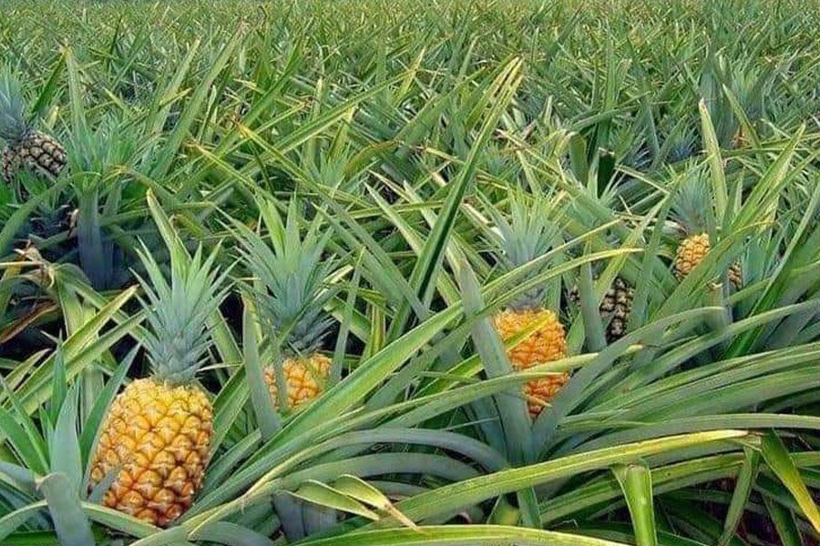 Plantacja owoców ananasa