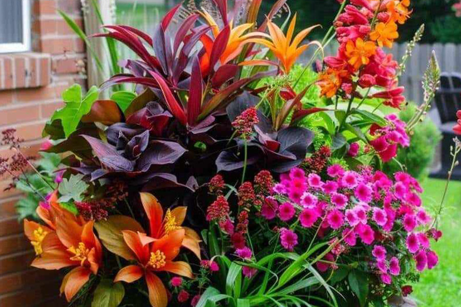 Mezclar flores de plantas en maceta