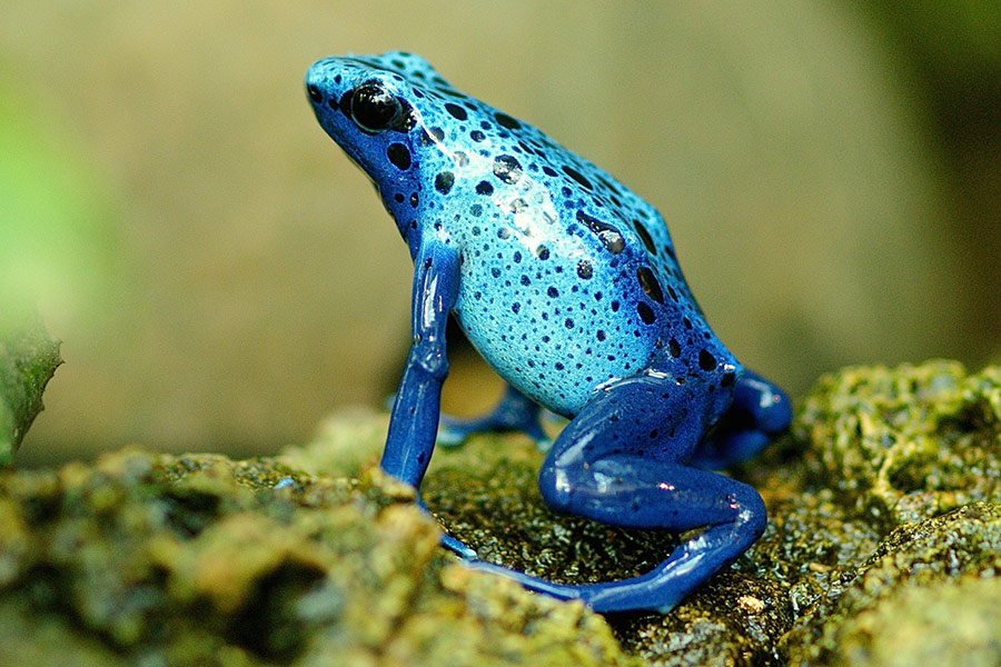 Terrarium amfibie kikker