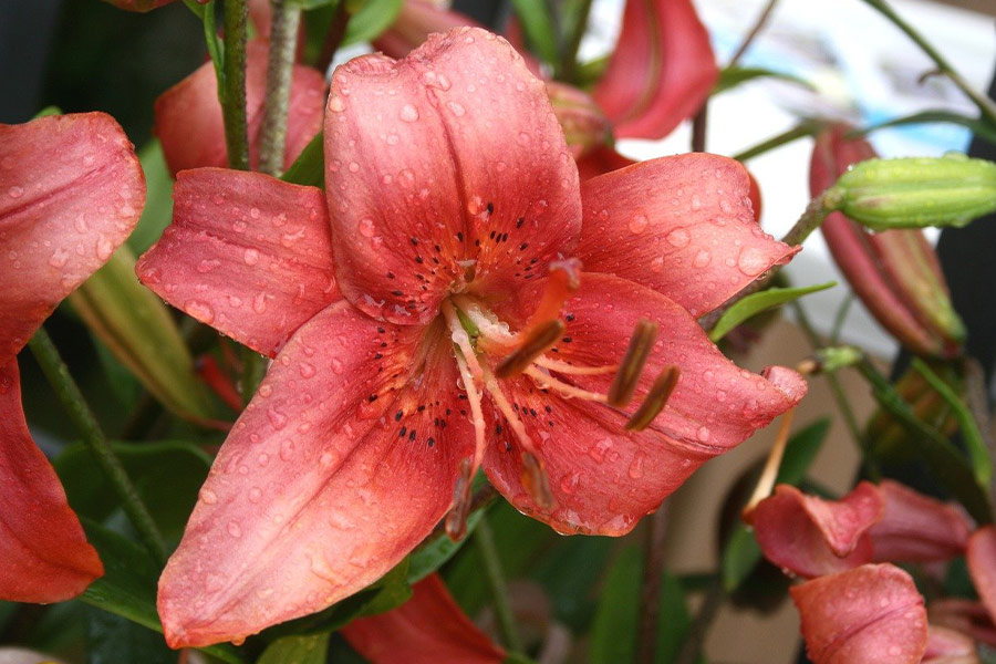 Planta de jardín de lirios