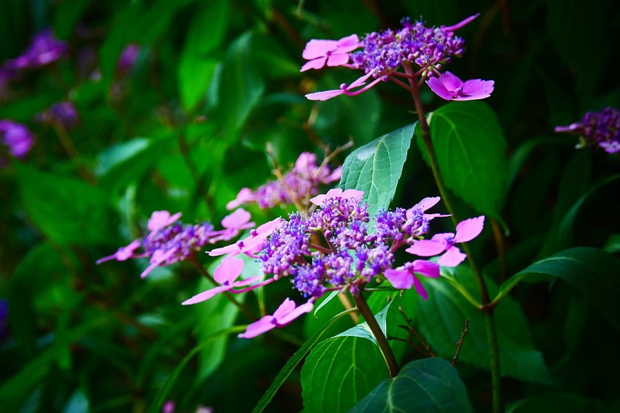 Flores de color rosa bígaro