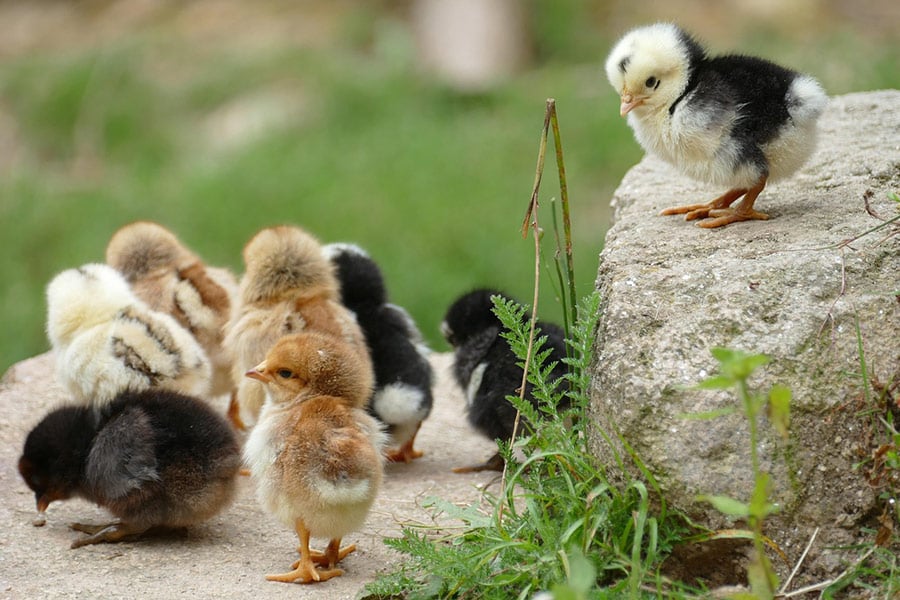 Kruiken kleine baby kip kuikens