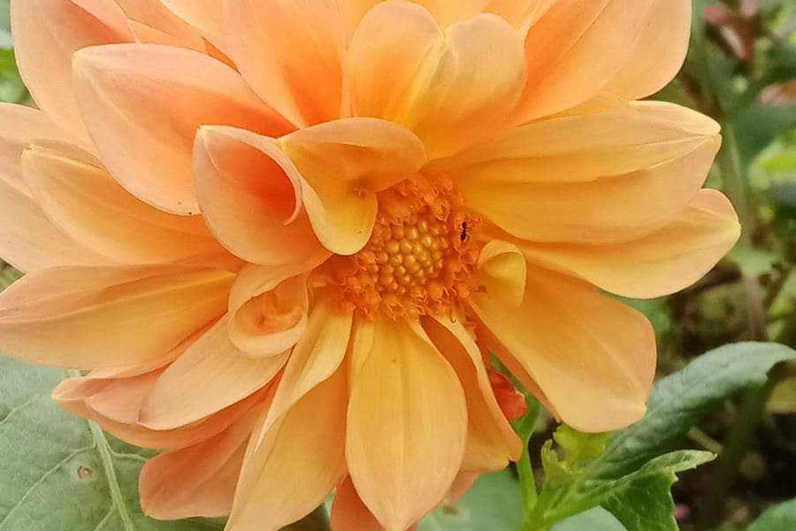 Kwiat dalii pierzastej