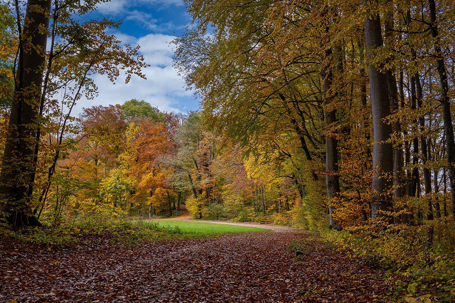 Forest path colorful trees autumn time