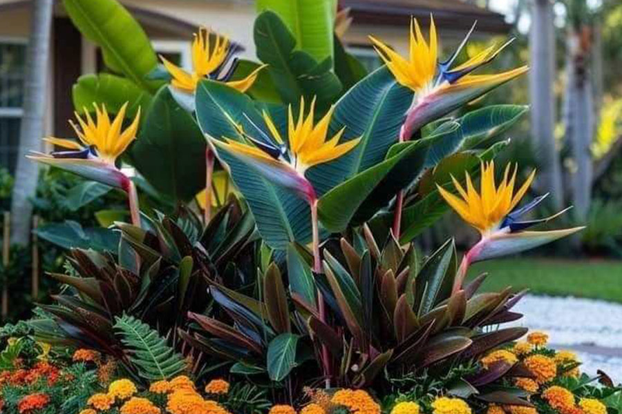 Planta de flor de ave del paraíso