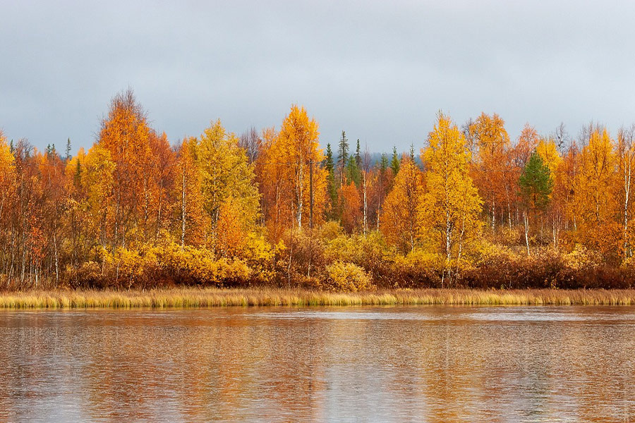 Colorful autumn tress forest river