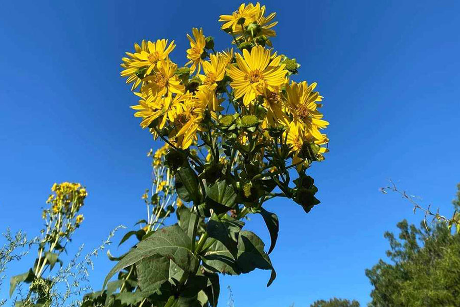 Flores de la hierba láser