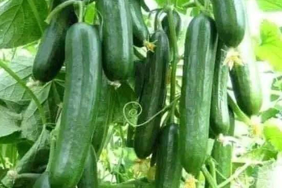 Ogród warzywny ogórkowy