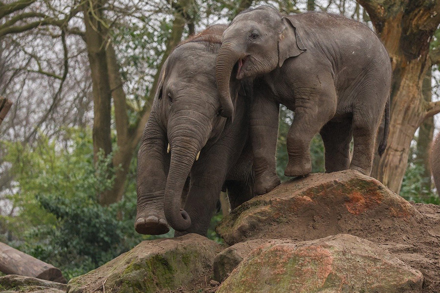 Olifanten in de dierentuin spelen