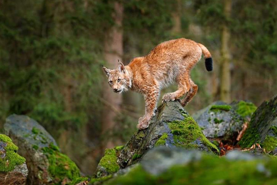 Euraziatische lynx dier