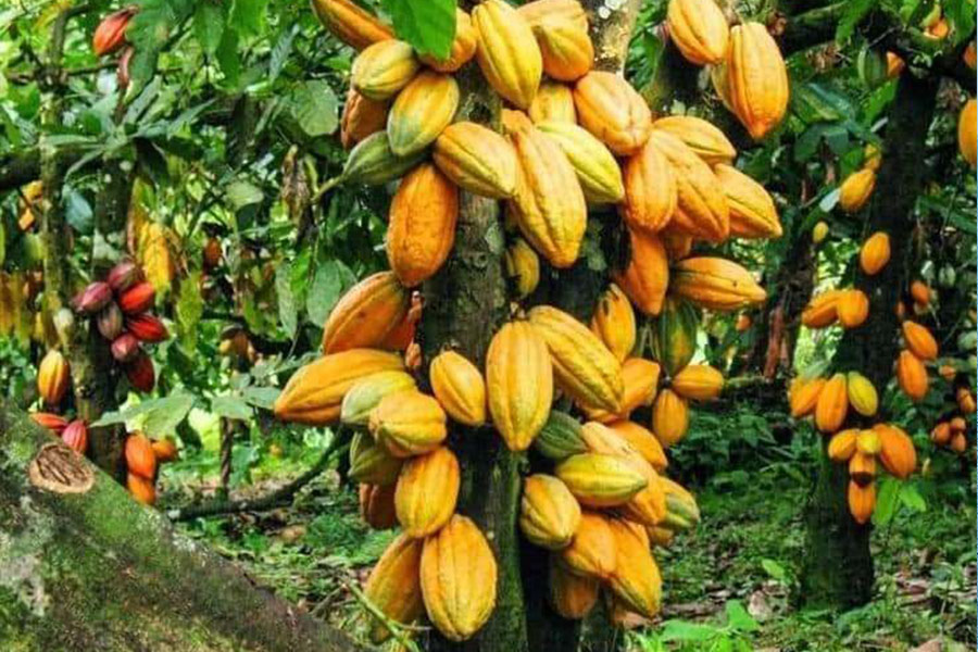 Kakao owoc kakaowca