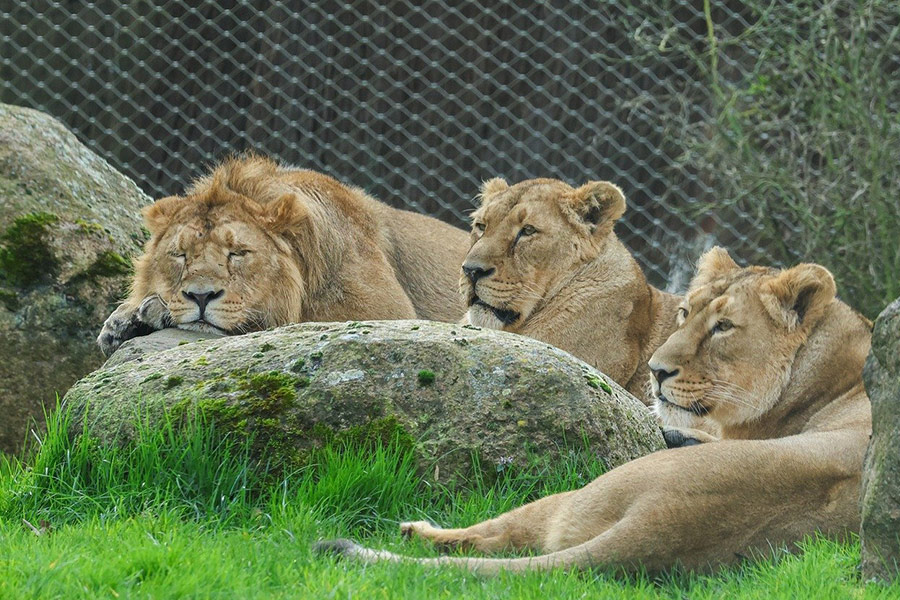 Drie leeuwinnen in de dierentuin