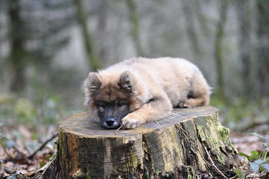 Eurasier hond uyouyou