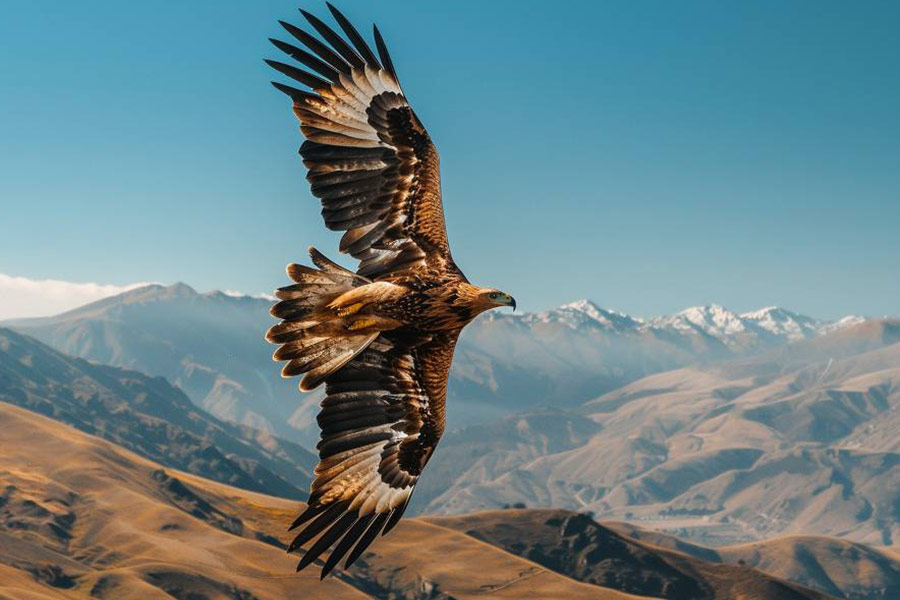 Een majestueuze adelaar die hoog boven bergachtig land vliegt
