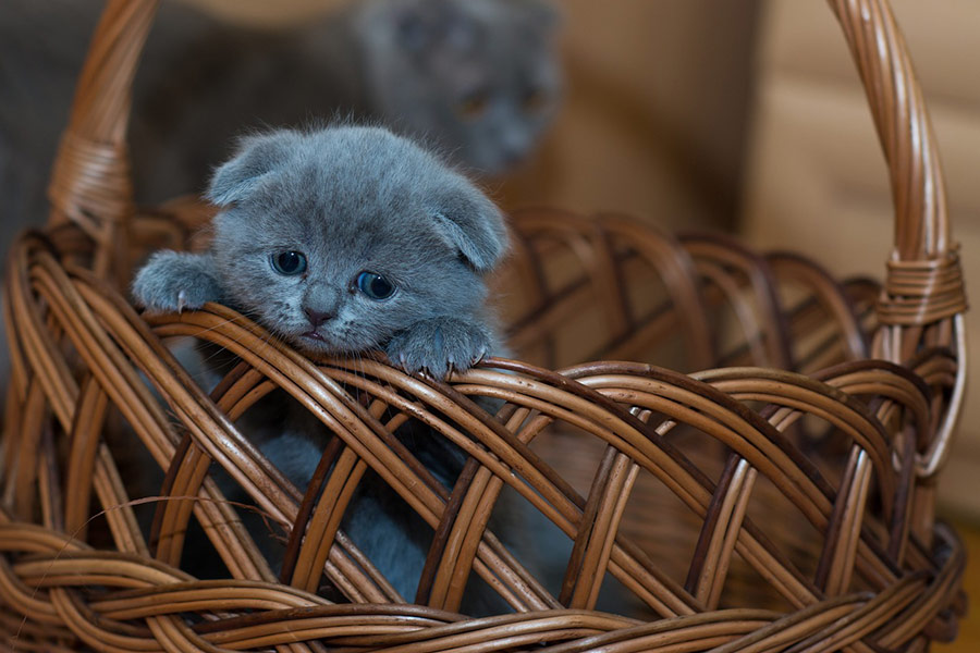 Super schattig poesje in het mandje
