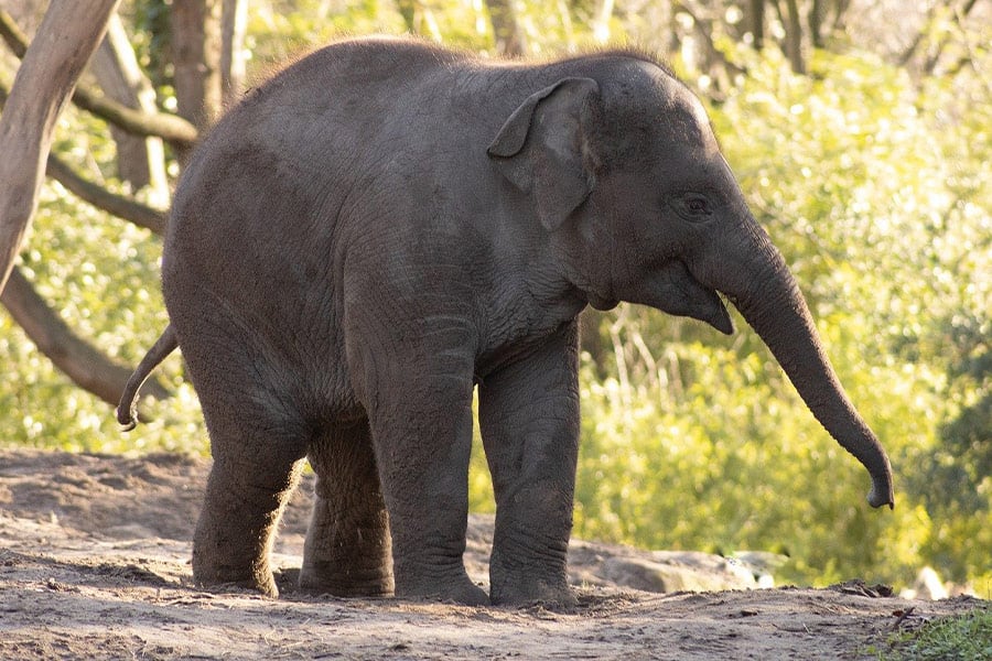 Een blije babyolifant