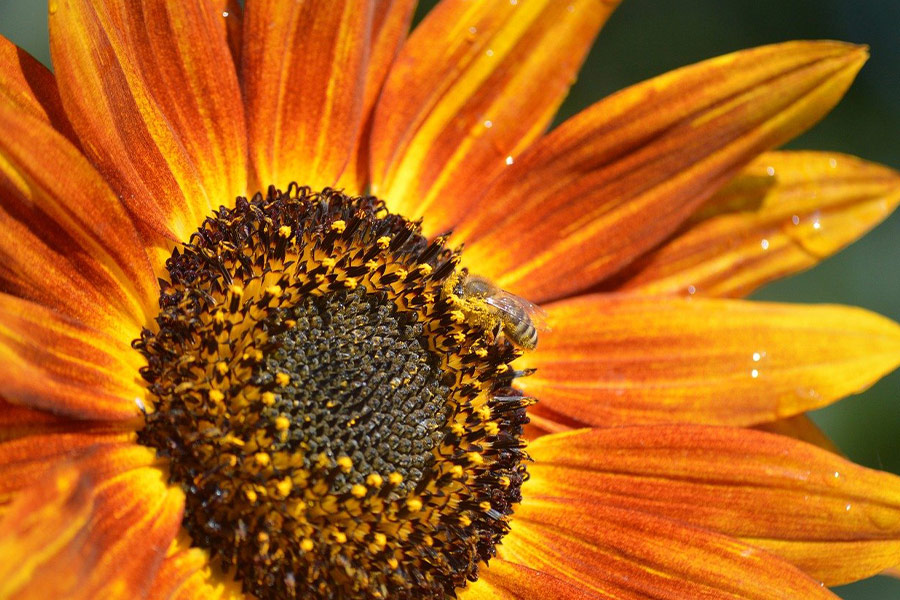 Girasol amarillo anaranjado