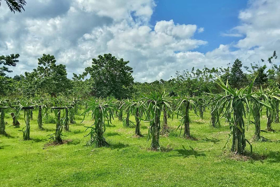 Plantación de fruta del dragón