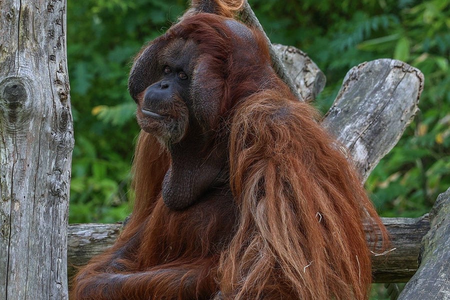 Borneo orang-oetan bako