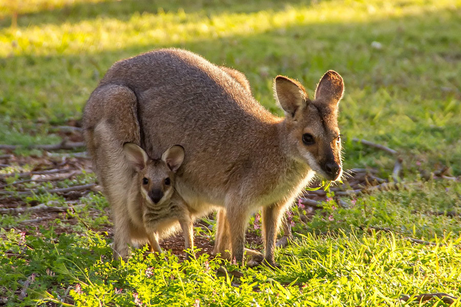 Wallabies kangoeroe roodhals