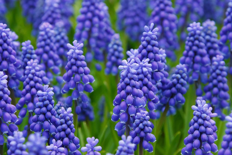 Flores azules de muscari