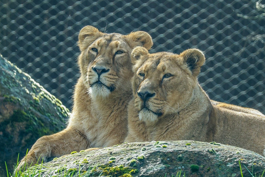 Twee leeuwenliefhebbers ontspannen