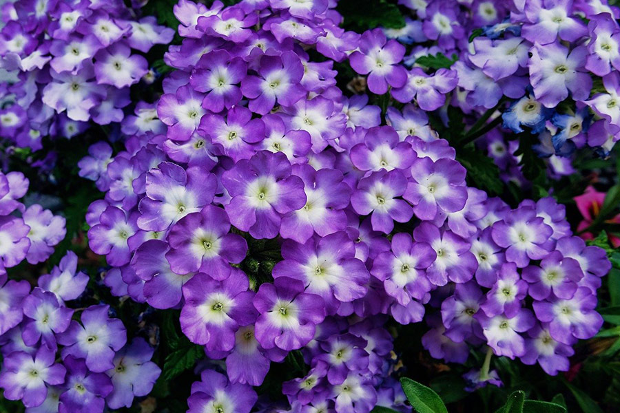 Flores blancas medias moradas.