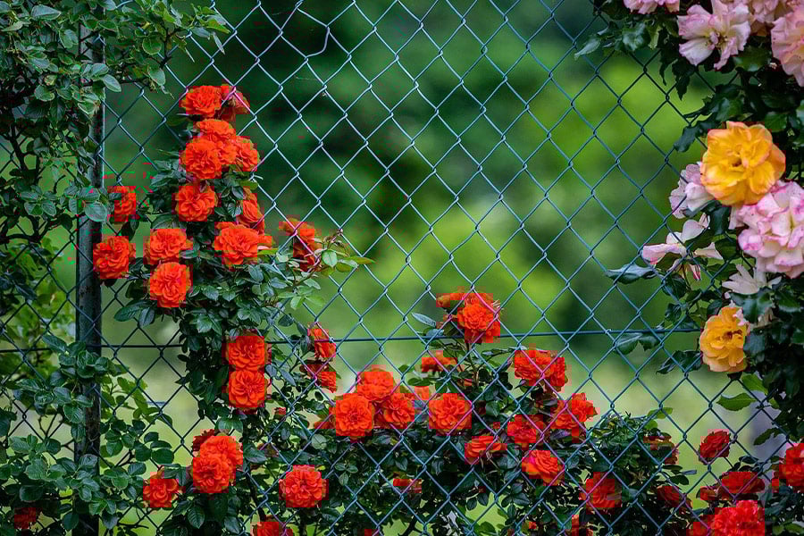 Rosas rojas trepando por la valla