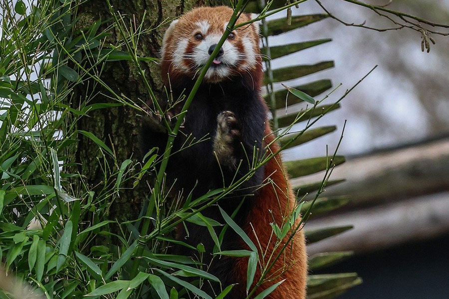 Rode pandatop Chinees bamboe